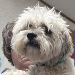 A young small-sized male White / Cream Bichon Frise dog named Cooper for adoption in Blue Earth, MN