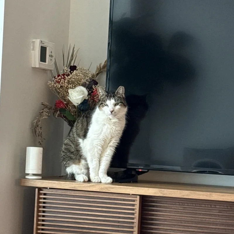 An adult medium-sized female Domestic Short Hair cat named Len for adoption in brooklyn, NY