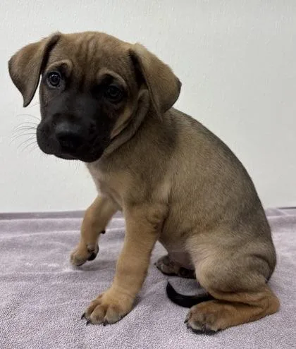 A young large-sized male Pit Bull Terrier dog named Bernard for adoption in Phoenix, AZ