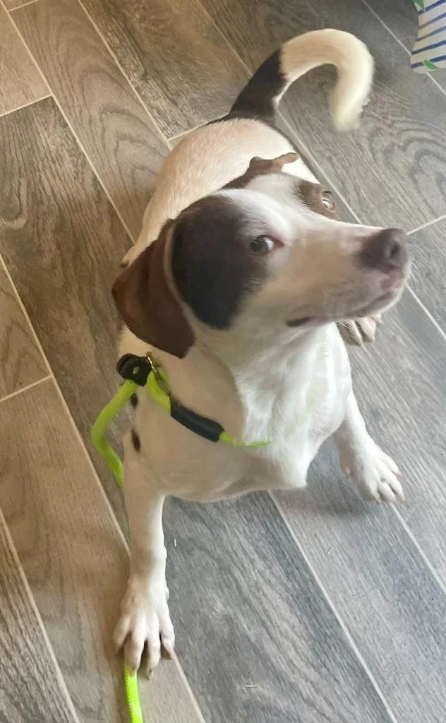 A young large-sized male Dachshund dog named Frankie for adoption in Nashville, GA