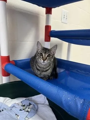 A baby small-sized male Domestic Short Hair cat named Snorkel Stu for adoption in Largo, FL