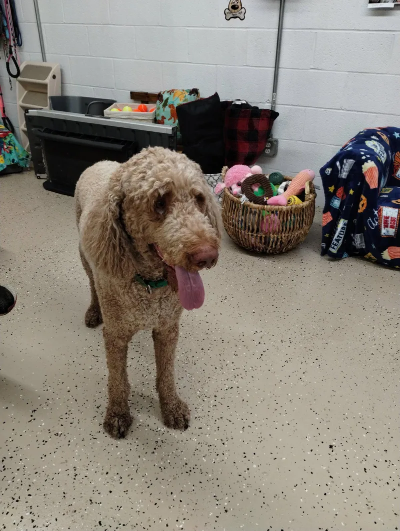 An adult large-sized male Standard Poodle dog named Hobbs for adoption in York, SC