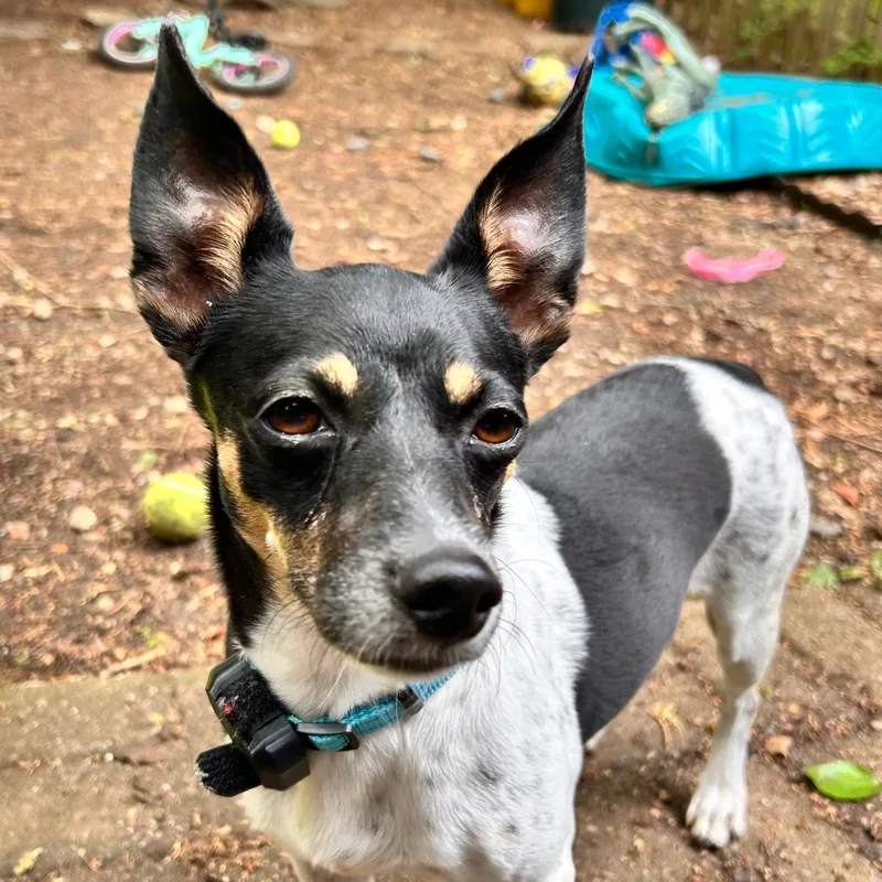 An adult small-sized female Tricolor (Brown, Black, & White) Jack Russell Terrier dog named Franny for adoption in Baldwin, MD
