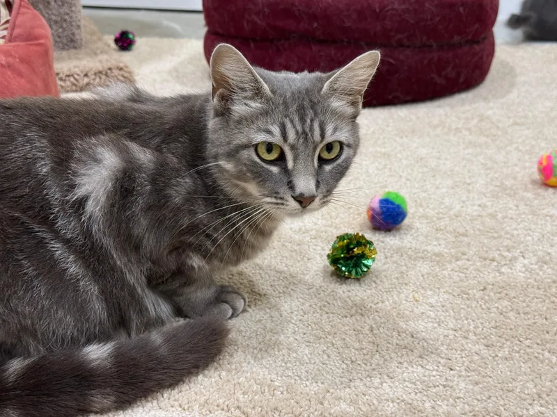 A young medium-sized female Tabby (Gray / Blue / Silver) Domestic Short Hair cat named Kris for adoption in New Britain, CT