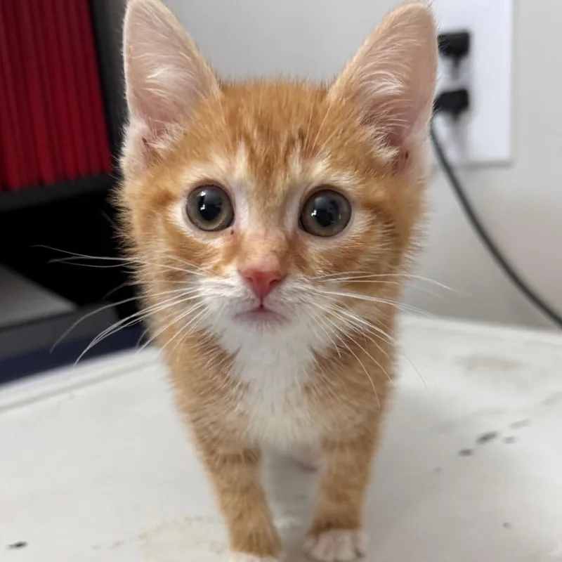 A young large-sized male Orange / Red Domestic Short Hair cat named Armor Vendor for adoption in Fredericksburg, VA