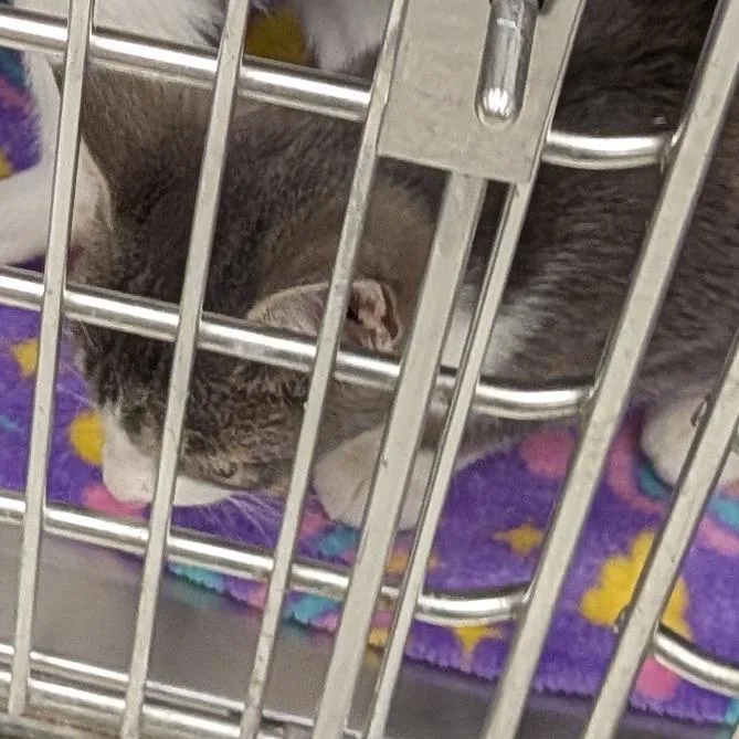 A baby medium-sized male Domestic Short Hair cat named Dexter for adoption in Hannibal, MO