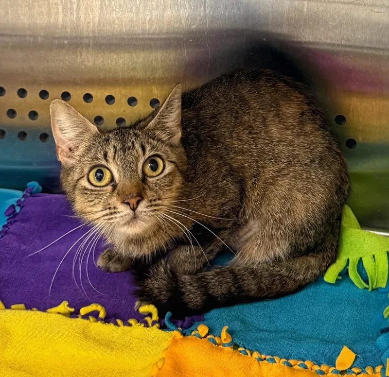 A young medium-sized female Domestic Short Hair cat named Trudy for adoption in Columbia, TN