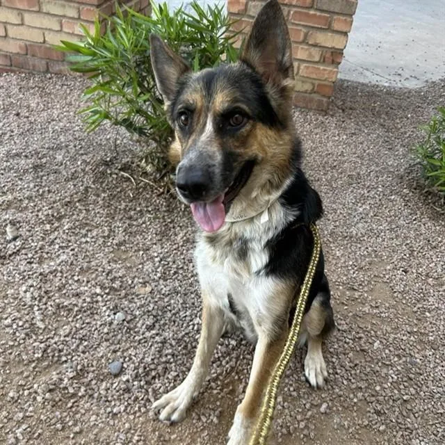 An adult small-sized female German Shepherd Dog dog named Daisy for adoption in Mesa, AZ