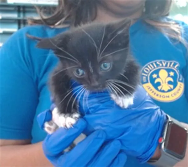 A baby small-sized male Domestic Short Hair cat named Whisky Whiskers for adoption in Louisville, KY