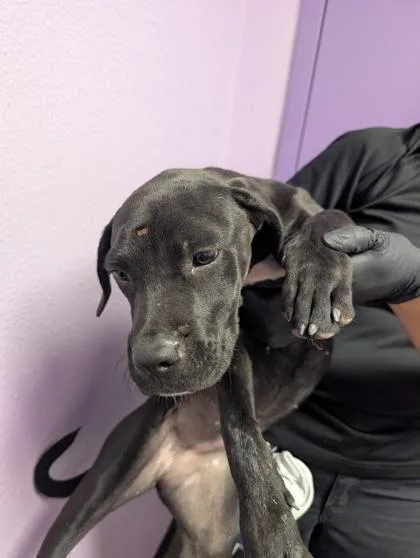A baby medium-sized female Black Mixed Breed dog named 61384812 for adoption in El Paso, TX