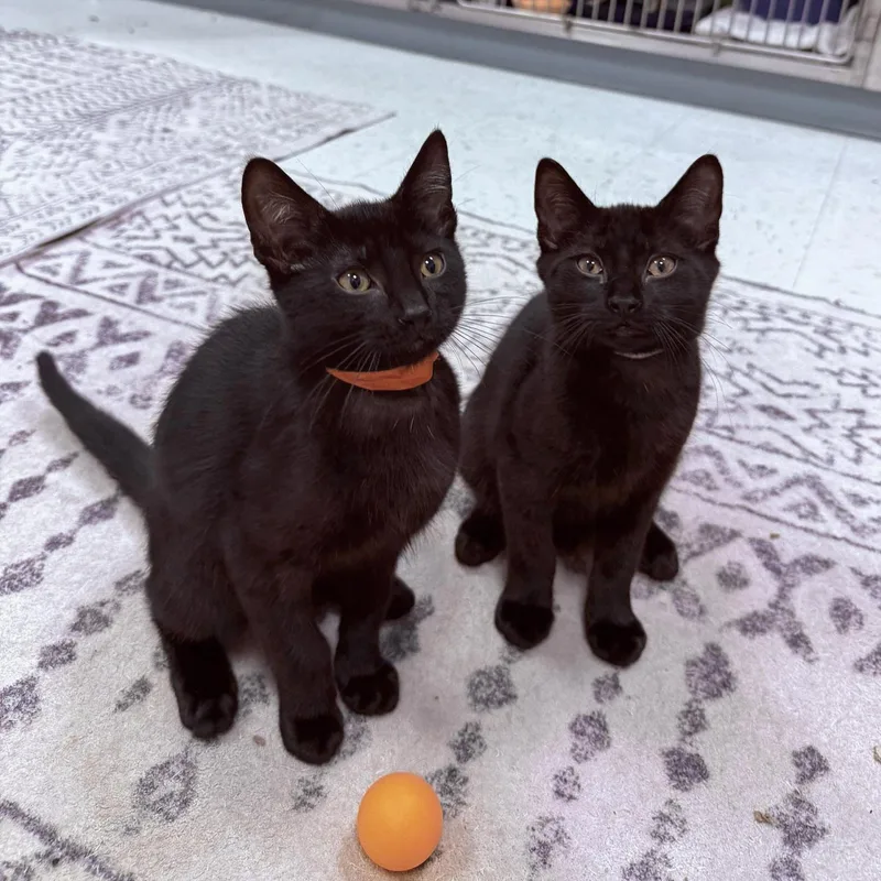 A baby medium-sized male Black Domestic Short Hair cat named Maurice & Percy for adoption in Stamford, CT
