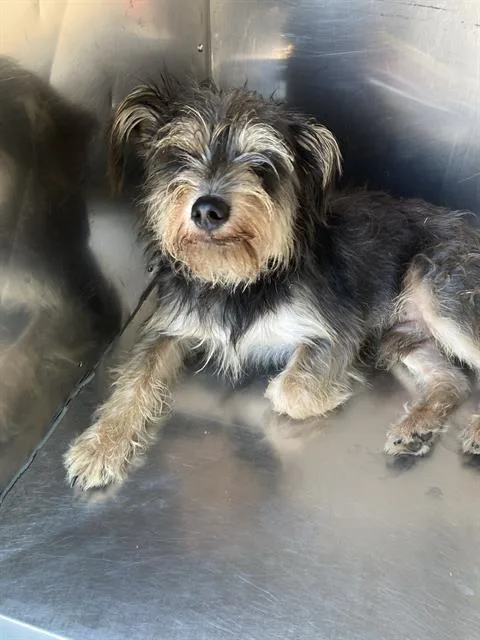 A young medium-sized male Mixed Breed dog named Dolittle for adoption in Dallas, TX