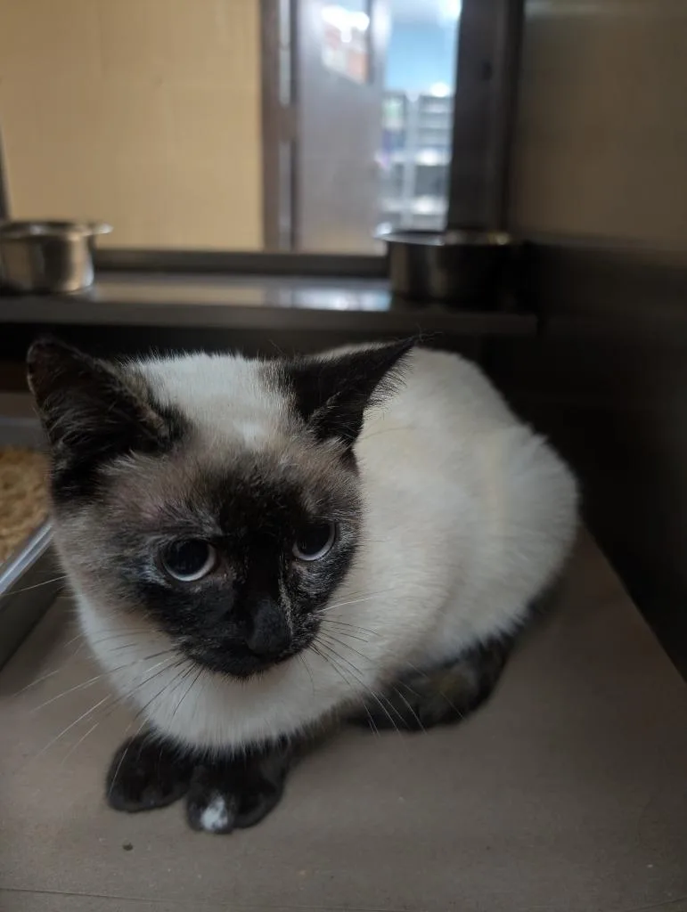 A baby small-sized female Siamese cat named Chai for adoption in Nacogdoches, TX