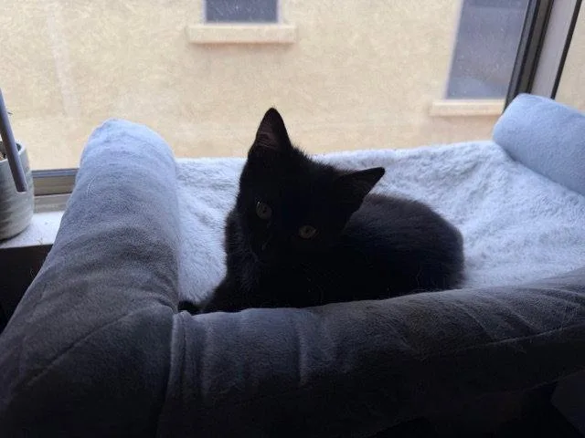 A baby medium-sized male Black Domestic Short Hair cat named Batman for adoption in Glendale, AZ