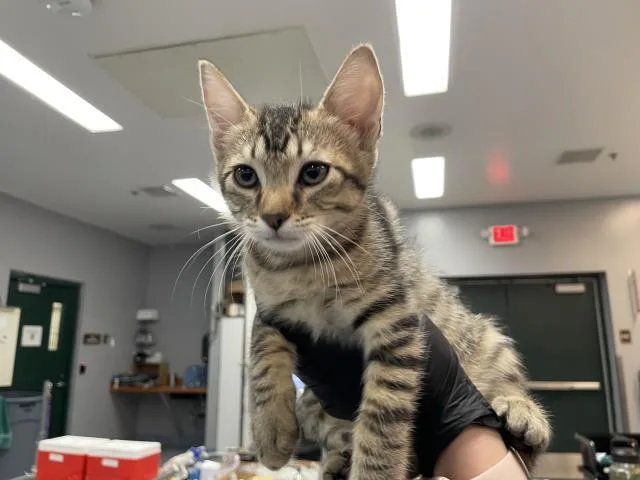 A baby small-sized male Domestic Short Hair cat named Levi for adoption in Thousand Palms, CA
