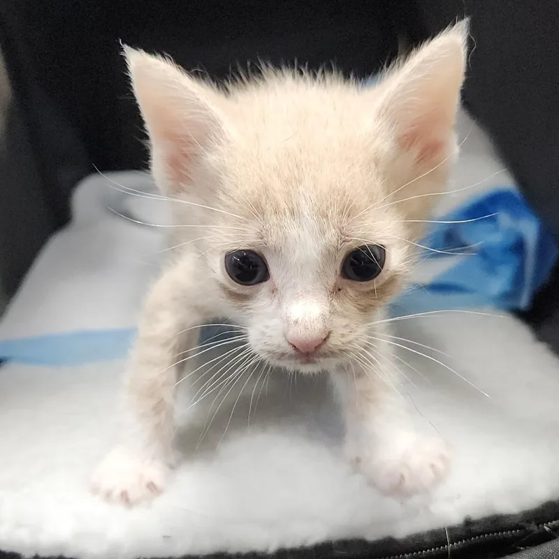 A baby small-sized male Orange / Red Domestic Short Hair cat named Stefan for adoption in Clearwater, FL
