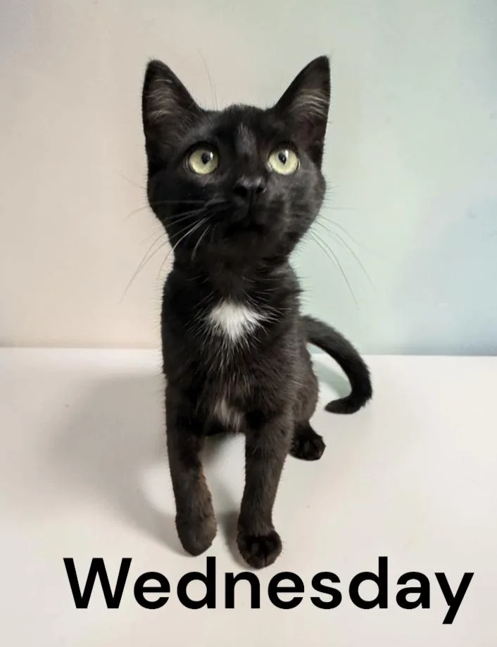 A baby medium-sized female Domestic Short Hair cat named Wednesday for adoption in Weems, VA