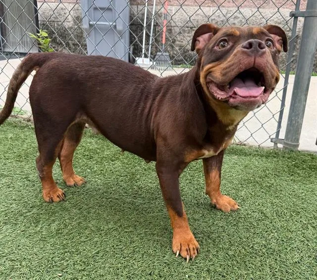 An adult medium-sized female Mixed Breed dog named Bubbles for adoption in Columbia, SC