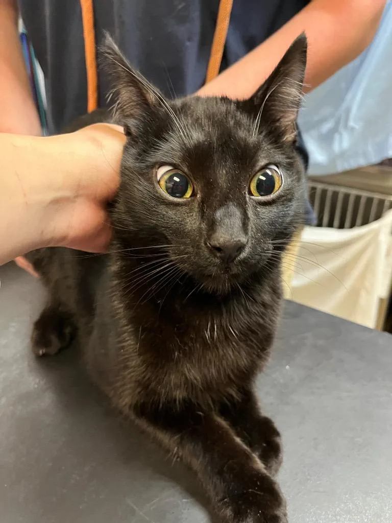 A young large-sized male Domestic Short Hair cat named Banana Float for adoption in New Braunfels, TX