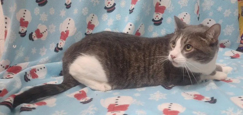 An adult medium-sized female Gray & White Domestic Short Hair cat named Ellie for adoption in Wetumpka, AL