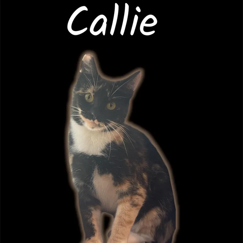 A young medium-sized female Calico Domestic Short Hair cat named Callie for adoption in Auburn, CA