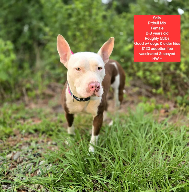 An adult medium-sized female Pit Bull Terrier dog named Sally for adoption in Oviedo, FL