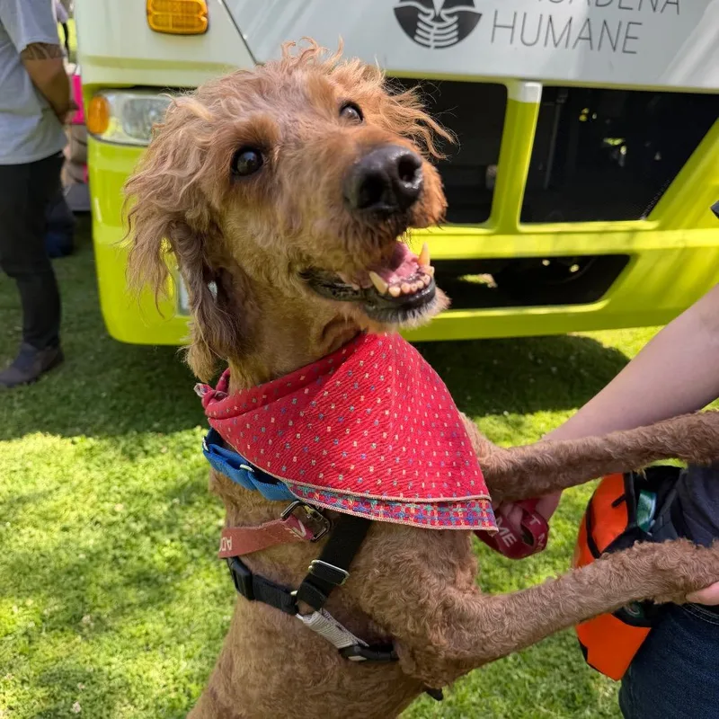 An adult medium-sized female Yellow / Tan / Blond / Fawn Standard Poodle dog named Bonnie for adoption in Pasadena, CA