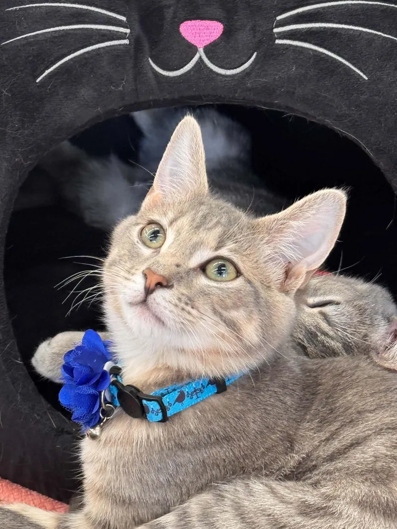 A baby small-sized male Tabby (Gray / Blue / Silver) Domestic Short Hair cat named Rocky for adoption in Wilmington, NC