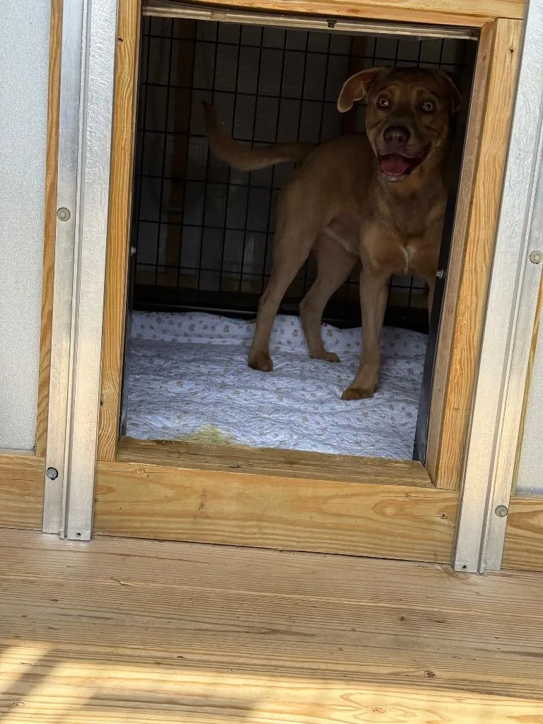 A young large-sized male Mixed Breed dog named Charter for adoption in Columbia, TN