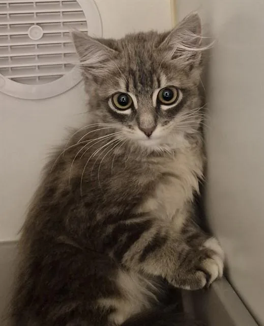 A baby small-sized female Domestic Long Hair cat named Nani for adoption in Lodi, CA
