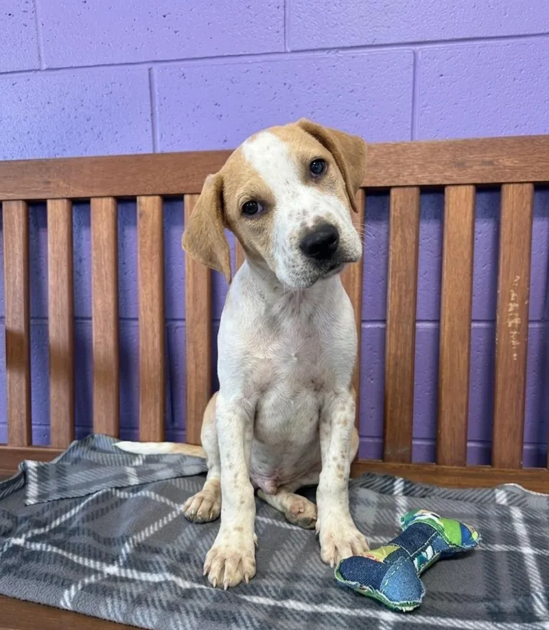 A baby large-sized male Hound dog named Flan for adoption in North Prairie, WI