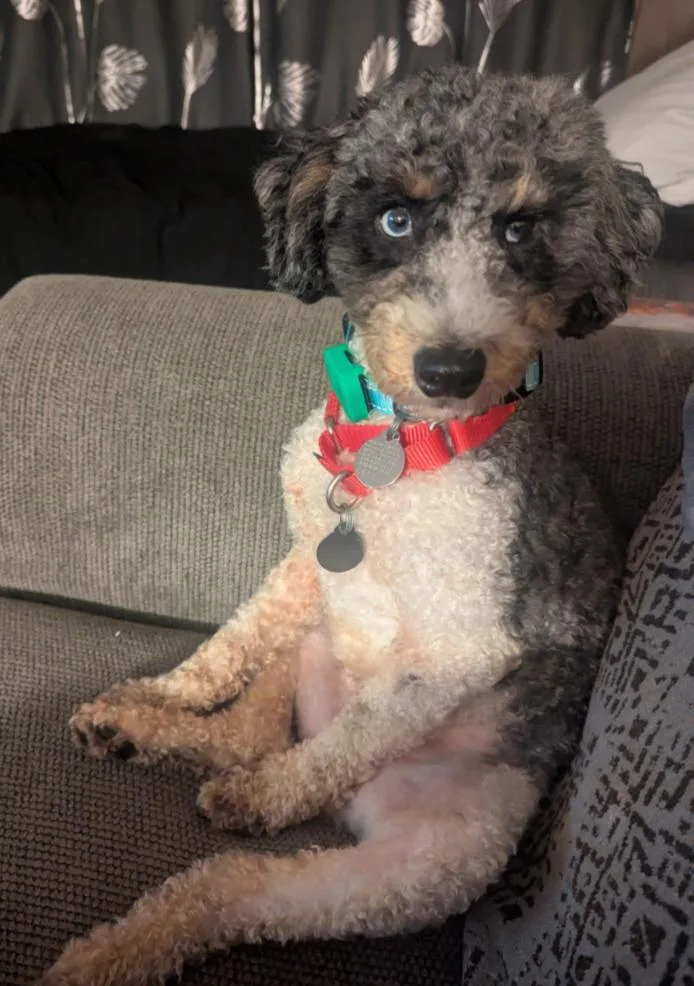 An adult small-sized male Miniature Poodle dog named Ollie for adoption in Carroll, OH