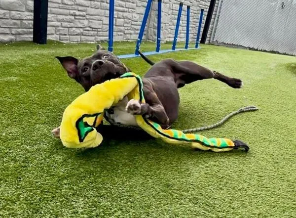 Zeus