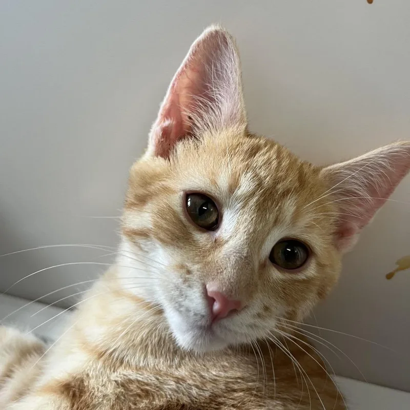 A baby small-sized female Orange / Red Domestic Short Hair cat named Nala for adoption in Ruckersville, VA