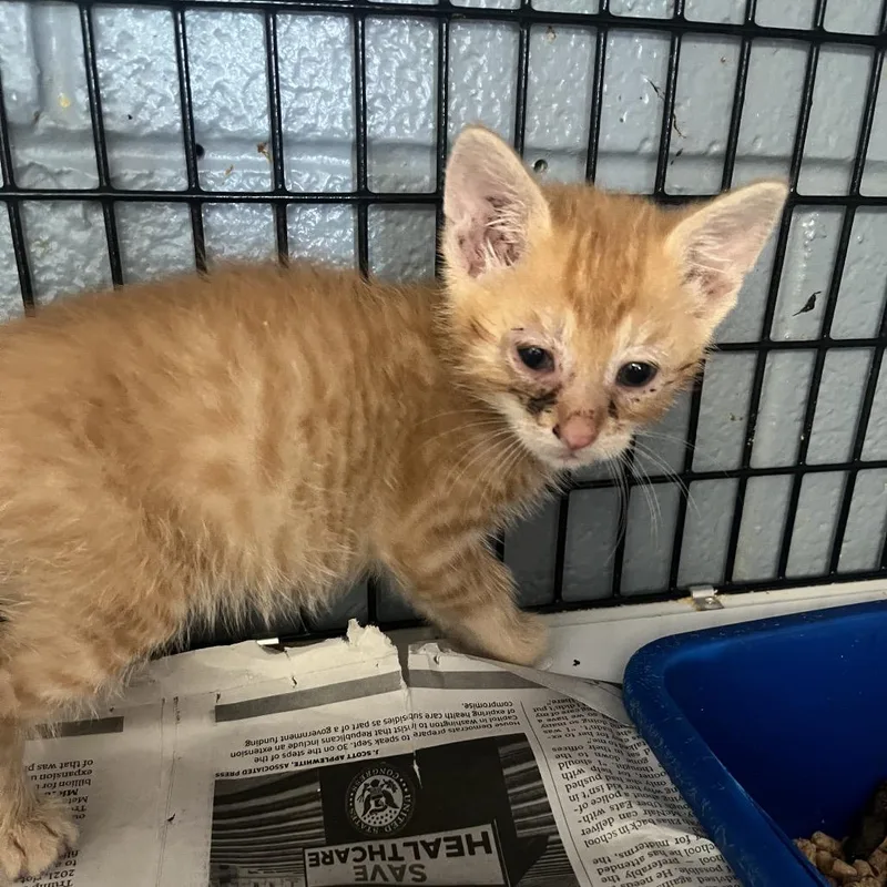 Nala thumbnail 2