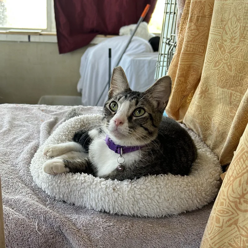A young medium-sized male Tabby (Brown / Chocolate) Domestic Short Hair cat named Simon for adoption in Orange, CA