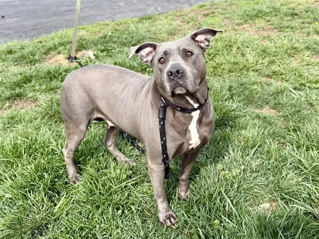An adult large-sized female Terrier dog named Barbara Ann for adoption in Olivette, MO