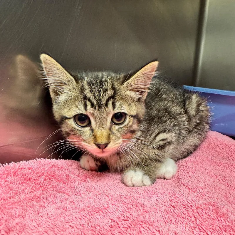 A baby small-sized female Brown / Chocolate Domestic Short Hair cat named Jubilee for adoption in Bristol, IN