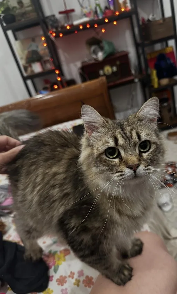 An adult medium-sized female Domestic Long Hair cat named Summer for adoption in Dallas, TX