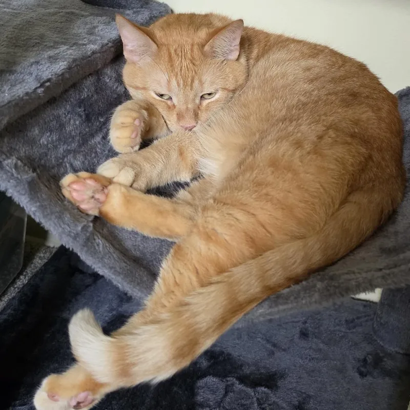 An adult large-sized male Domestic Short Hair cat named Brahm for adoption in Washington Township, OH