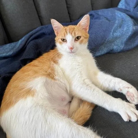 A young medium-sized female White Domestic Short Hair cat named Lilac for adoption in Gibsonia, PA