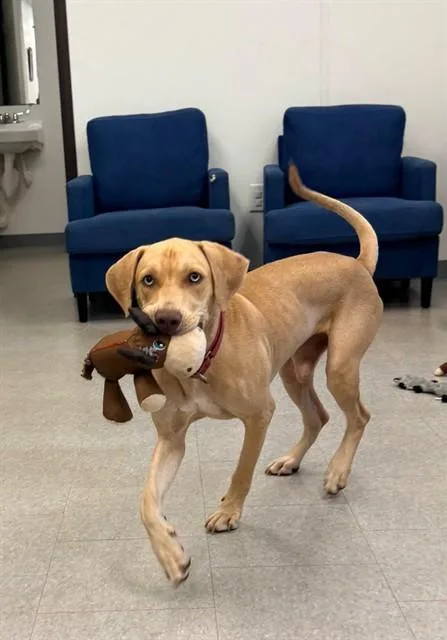 A young medium-sized male Mixed Breed dog named Tulio for adoption in Palmetto, FL