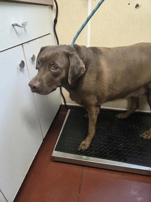 An adult extra large-sized female Labrador Retriever dog named Gracie for adoption in Salisbury, MD