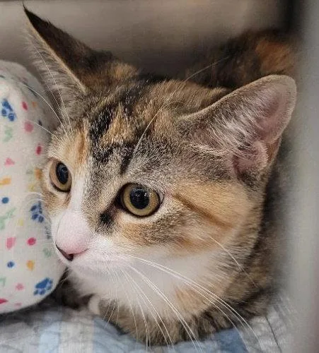 A baby medium-sized female Domestic Short Hair cat named Ginger PSP for adoption in Oakland Park, FL