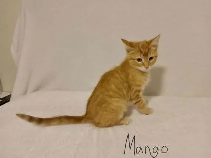 Mango