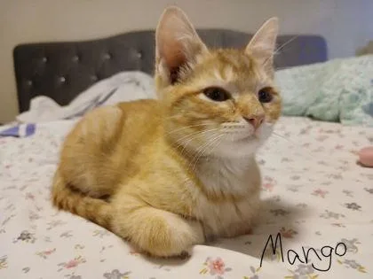 Mango thumbnail 2