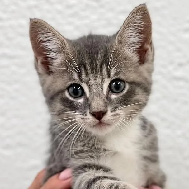 A baby small-sized male White Domestic Short Hair cat named Michael for adoption in Tampa, FL