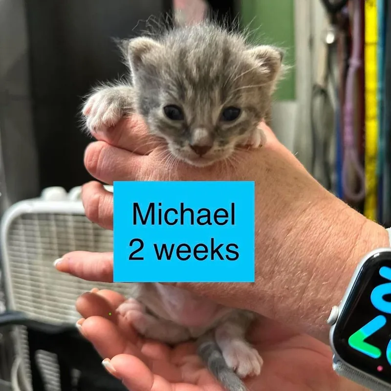 Michael thumbnail 3