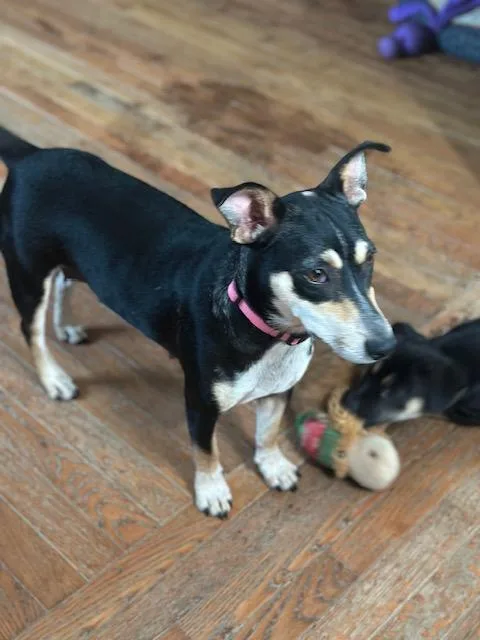 A young small-sized female Jack Russell Terrier dog named Juniper for adoption in Lakeville, MN