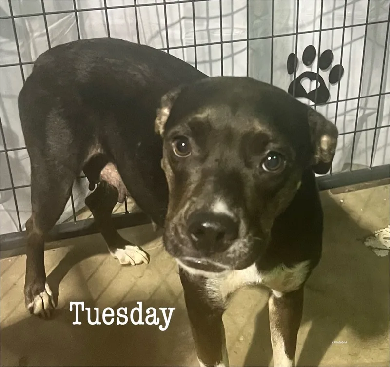 An adult medium-sized female Black Pit Bull Terrier dog named Tuesday for adoption in Canyon, TX